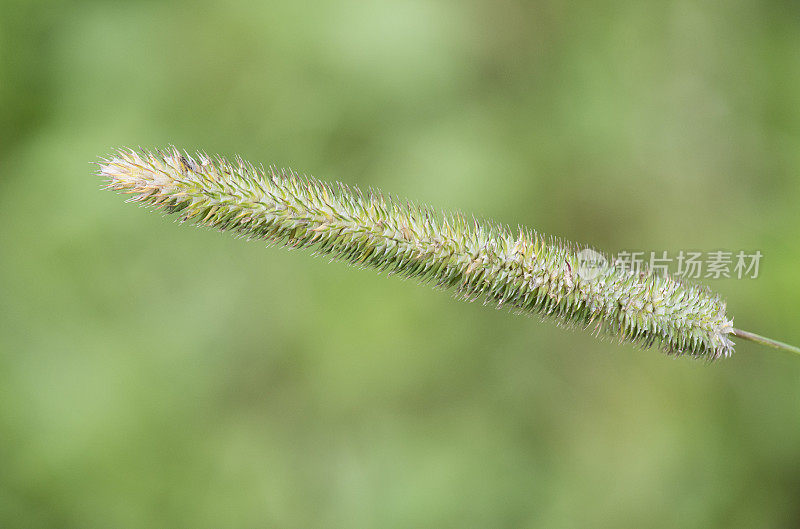 甜茅(Phleum pratense)的夏季花头